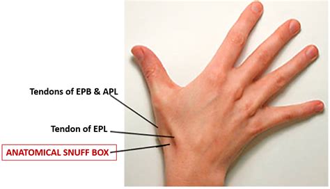 what is anatomical snuffbox